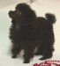 toy_poodle_puppy.jpg